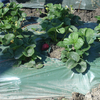 Mulch Film (2) 