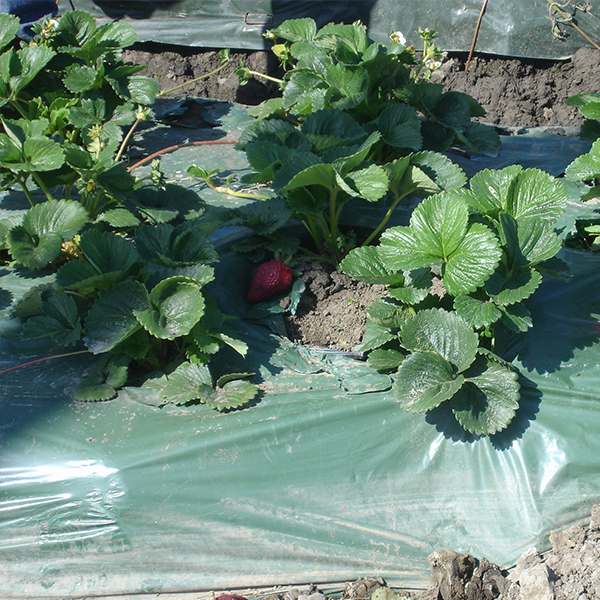 Mulch Film (2) 