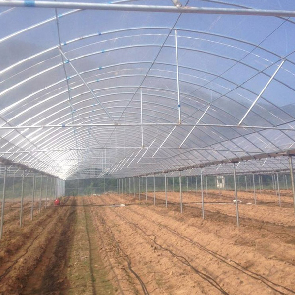 Greenhouse Film (5)