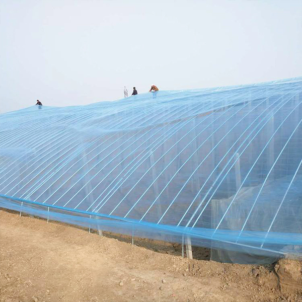 Greenhouse Film (3)