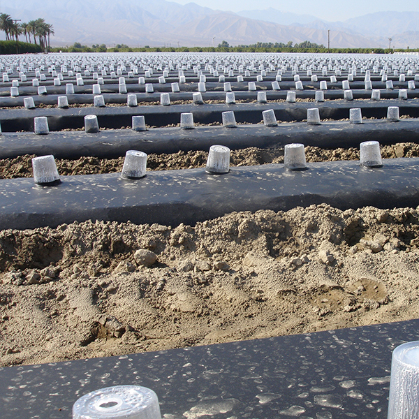 Mulch Film (1)