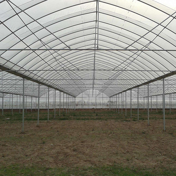 Greenhouse Film (9)