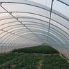 Greenhouse Film (2)