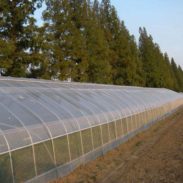 Greenhouse Film (7)