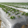Mulch Film (6) 