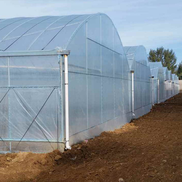 Greenhouse Film (1)
