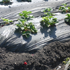 Mulch Film (3) 