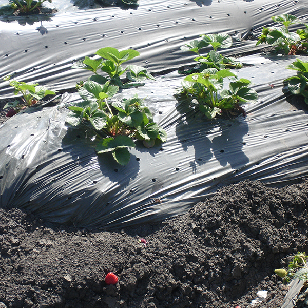 Mulch Film (3) 
