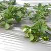 Mulch Film (6) 