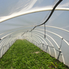 Greenhouse Film (6)