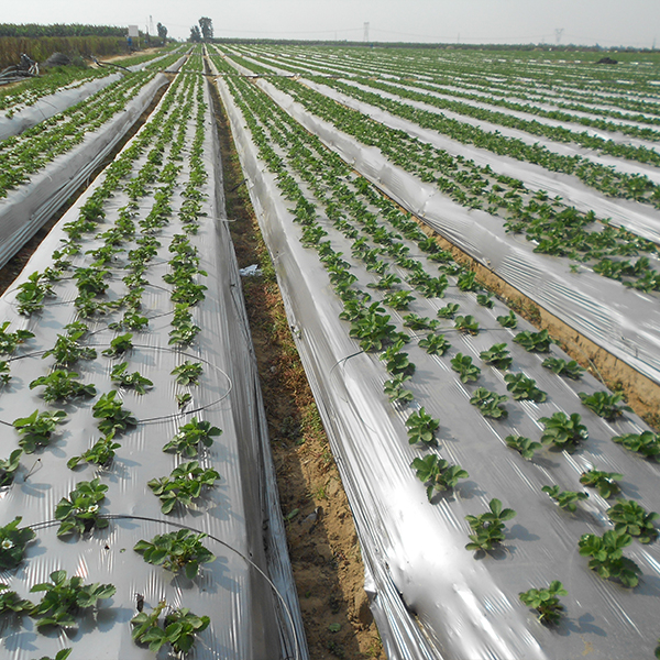Mulch Film (5) 