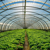 Greenhouse Film (8)