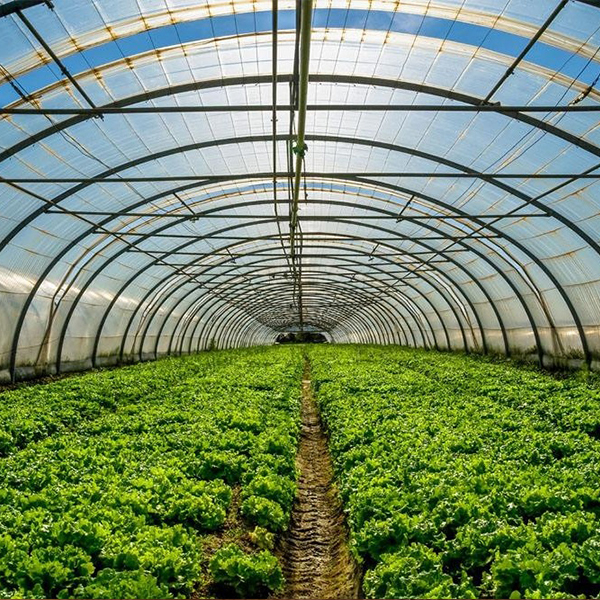 Greenhouse Film (8)
